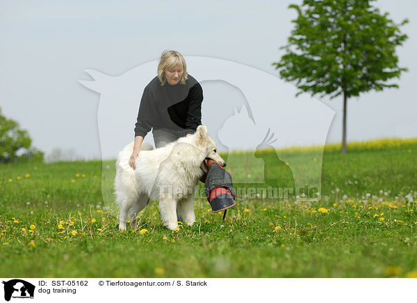 dog training / SST-05162