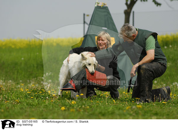 Schutzhundausbildung / dog training / SST-05165