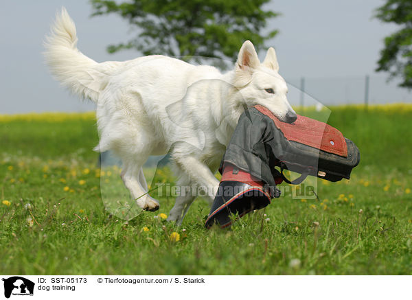 dog training / SST-05173