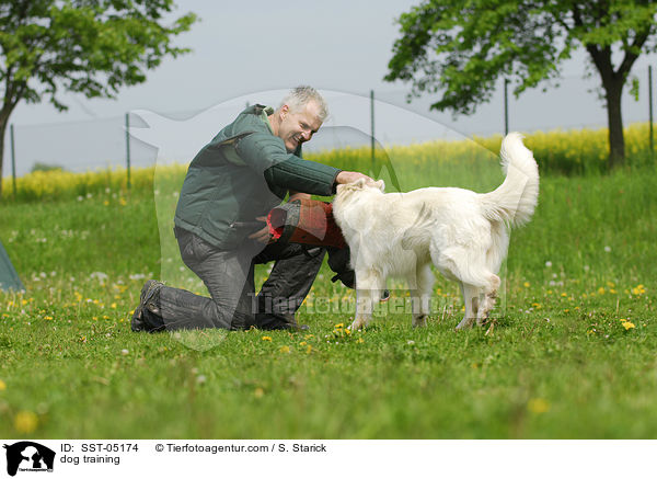 dog training / SST-05174