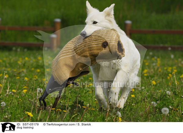 Schutzhundausbildung / dog training / SST-05179