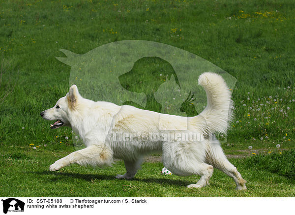 running white swiss shepherd / SST-05188