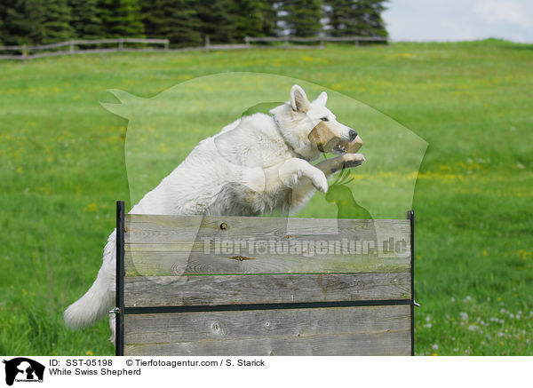 White Swiss Shepherd / SST-05198