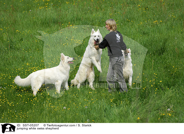 jumping white swiss shepherd / SST-05207