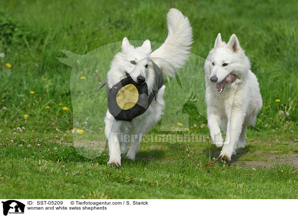 woman and white swiss shepherds / SST-05209
