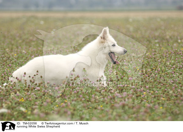 running White Swiss Shepherd / TM-02056