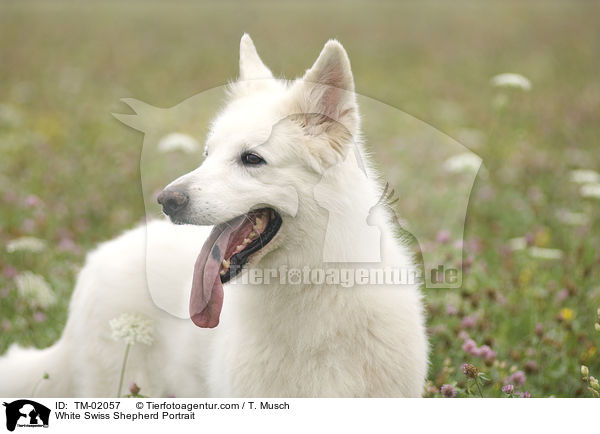 White Swiss Shepherd Portrait / TM-02057