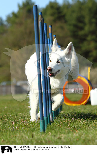Weier Schweizer Schferhund beim Agility / White Swiss Shepherd at Agility / KMI-02292