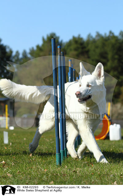 Weier Schweizer Schferhund beim Agility / White Swiss Shepherd at Agility / KMI-02293