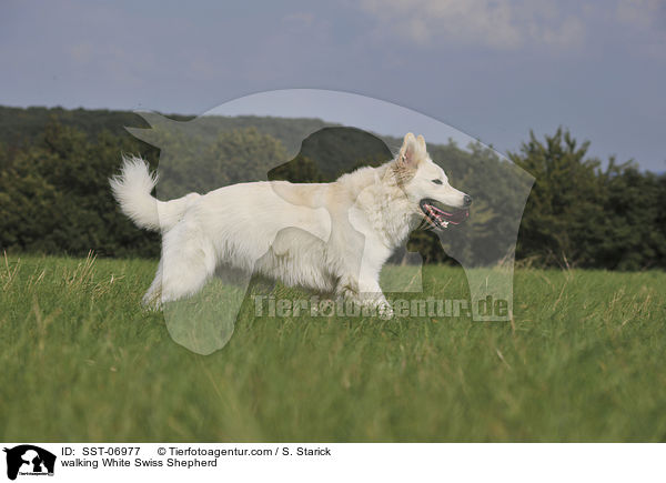 walking White Swiss Shepherd / SST-06977