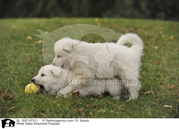 White Swiss Shepherd Puppies / SST-07311