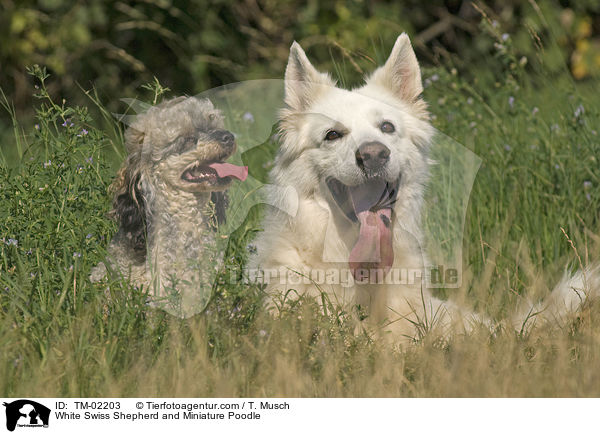 White Swiss Shepherd and Miniature Poodle / TM-02203
