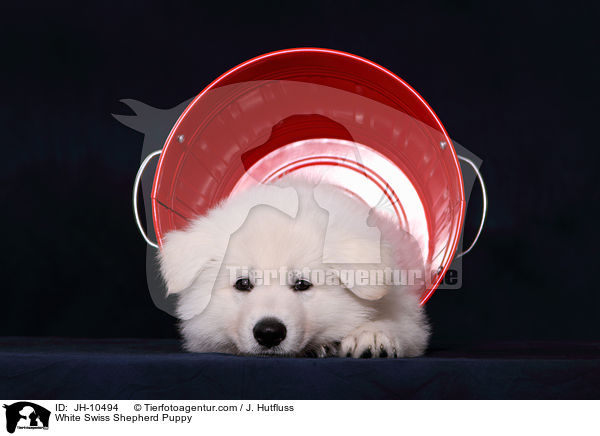 Weier Schweizer Schferhund Welpe / White Swiss Shepherd Puppy / JH-10494