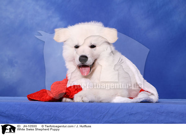 White Swiss Shepherd Puppy / JH-10500