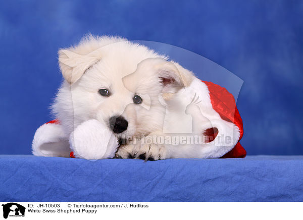 White Swiss Shepherd Puppy / JH-10503