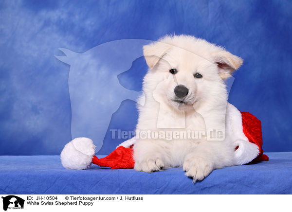 Weier Schweizer Schferhund Welpe / White Swiss Shepherd Puppy / JH-10504