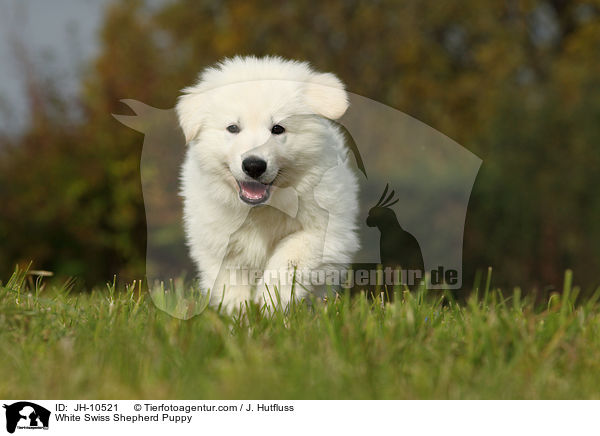 White Swiss Shepherd Puppy / JH-10521