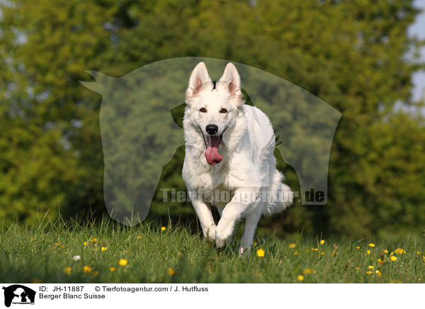 Berger Blanc Suisse / JH-11887