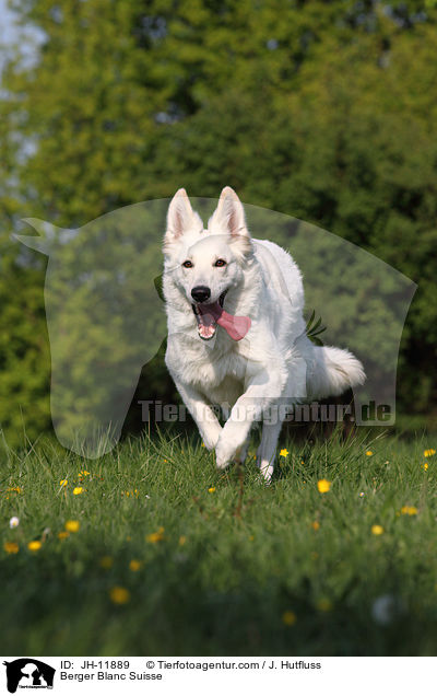 Berger Blanc Suisse / JH-11889