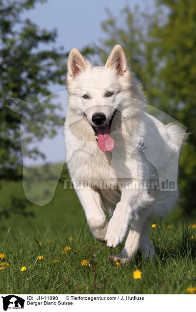 Berger Blanc Suisse / JH-11890