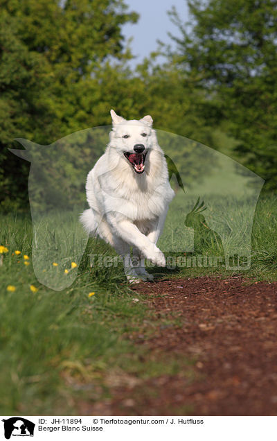 Berger Blanc Suisse / JH-11894