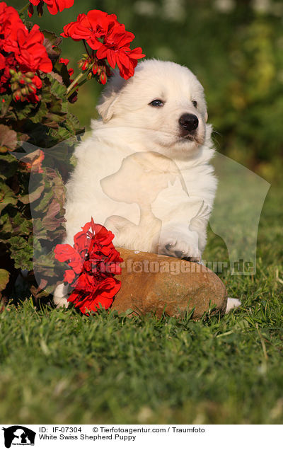White Swiss Shepherd Puppy / IF-07304