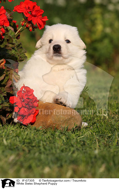 White Swiss Shepherd Puppy / IF-07305