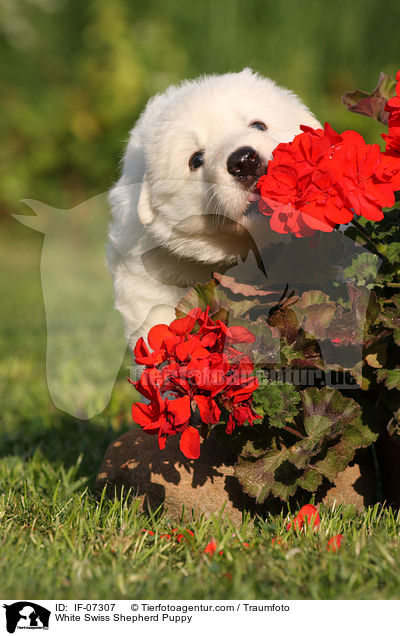 White Swiss Shepherd Puppy / IF-07307