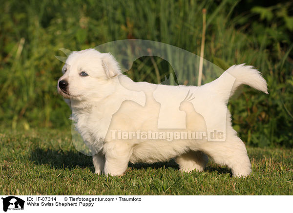 White Swiss Shepherd Puppy / IF-07314