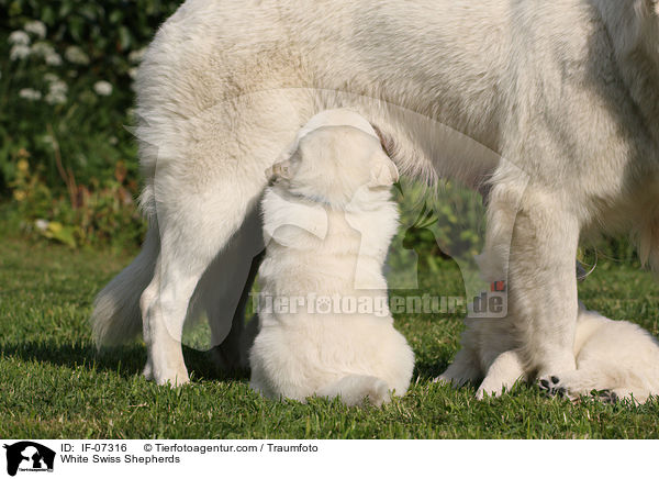 Weie Schweizer Schferhunde / White Swiss Shepherds / IF-07316