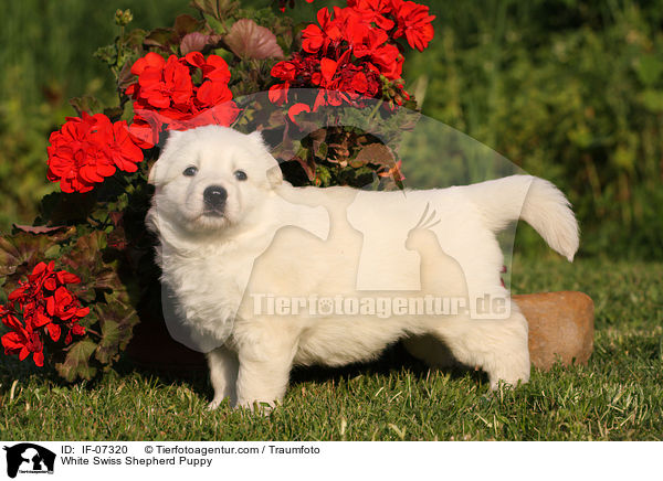 White Swiss Shepherd Puppy / IF-07320