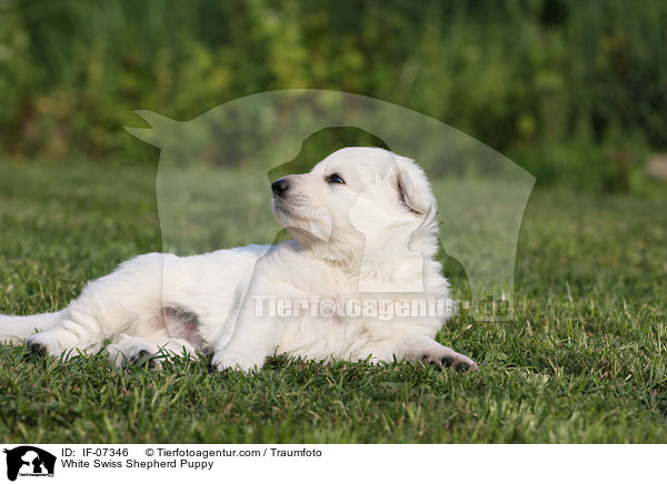 White Swiss Shepherd Puppy / IF-07346