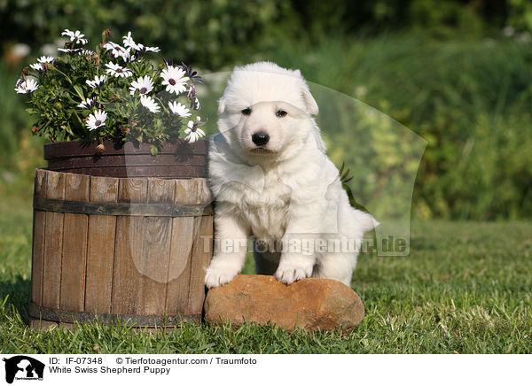 White Swiss Shepherd Puppy / IF-07348