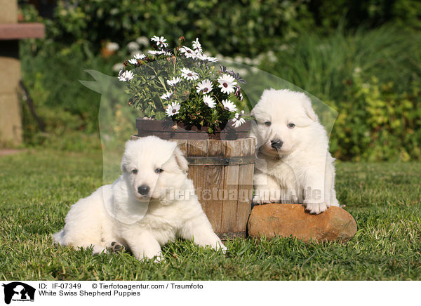 White Swiss Shepherd Puppies / IF-07349