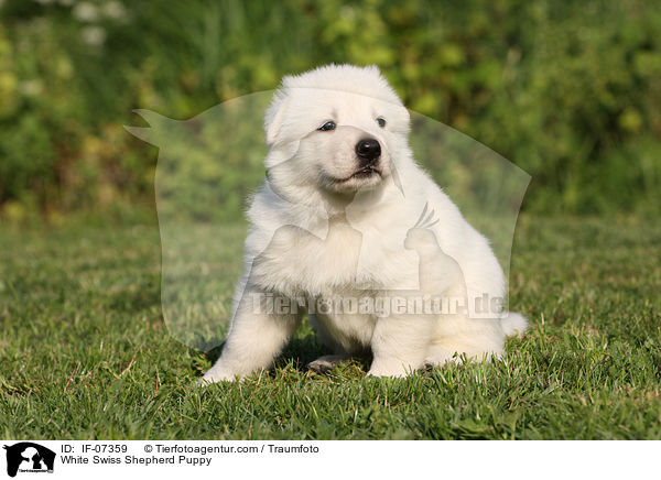 White Swiss Shepherd Puppy / IF-07359