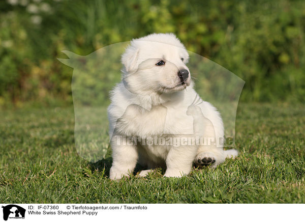 White Swiss Shepherd Puppy / IF-07360