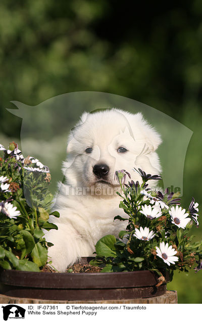 White Swiss Shepherd Puppy / IF-07361