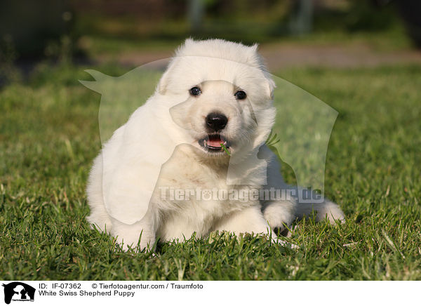 White Swiss Shepherd Puppy / IF-07362