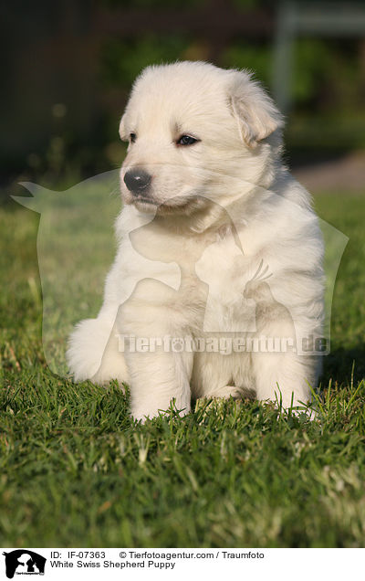 White Swiss Shepherd Puppy / IF-07363