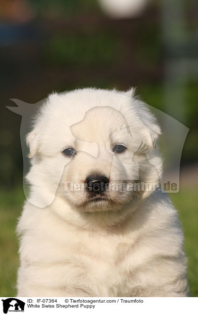 White Swiss Shepherd Puppy / IF-07364