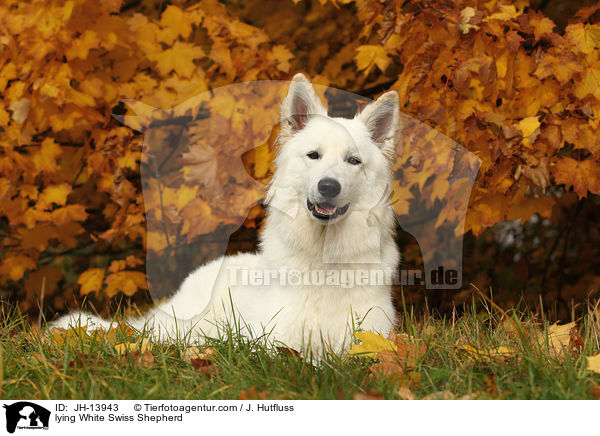 lying White Swiss Shepherd / JH-13943