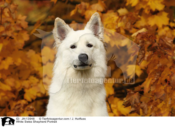White Swiss Shepherd Portrait / JH-13948