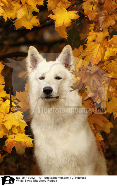 White Swiss Shepherd Portrait / JH-13952