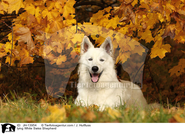 lying White Swiss Shepherd / JH-13954