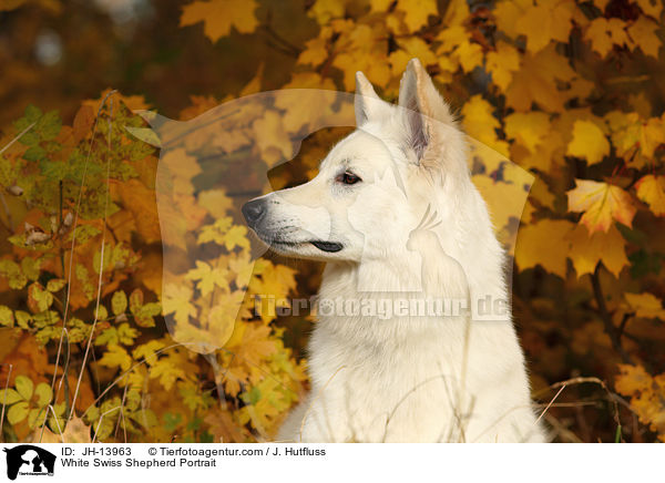 White Swiss Shepherd Portrait / JH-13963