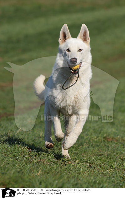 playing White Swiss Shepherd / IF-08790