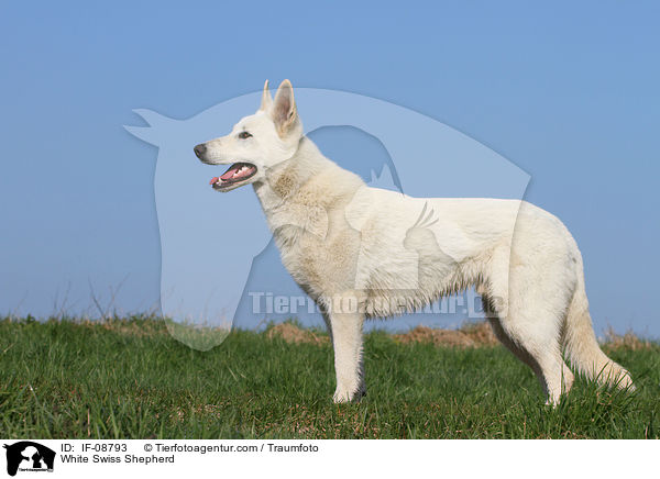 White Swiss Shepherd / IF-08793