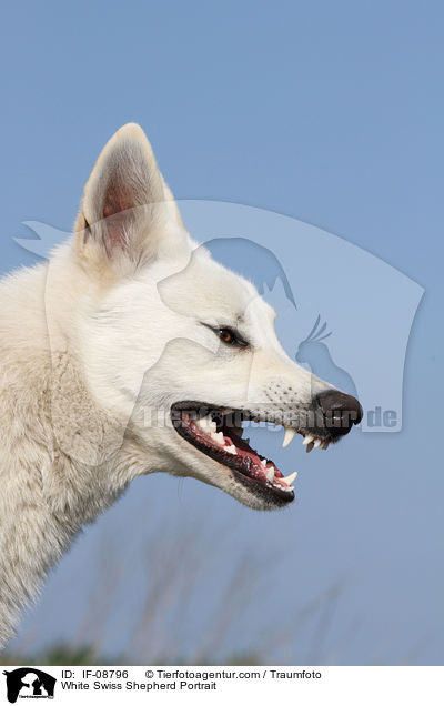 White Swiss Shepherd Portrait / IF-08796