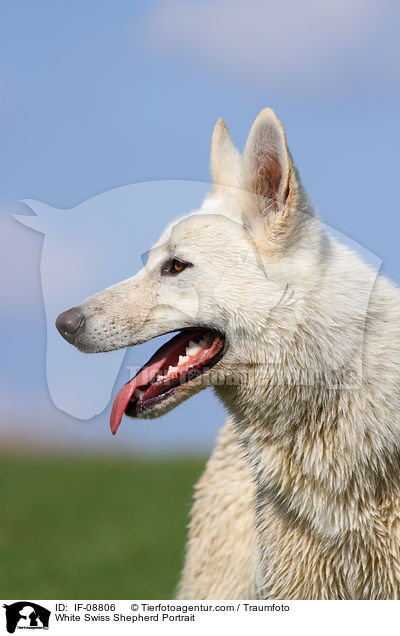 White Swiss Shepherd Portrait / IF-08806
