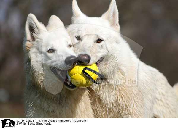 2 White Swiss Shepherds / IF-08808